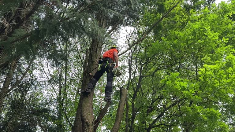 Best Tree Maintenance Programs  in Five Points, FL